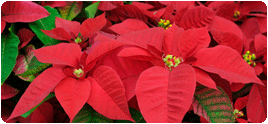 The poinsettia plant