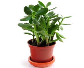 Jade plant